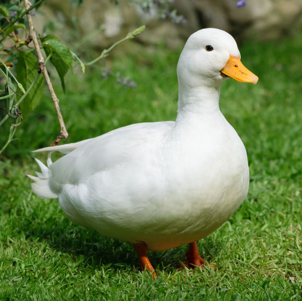 duck
